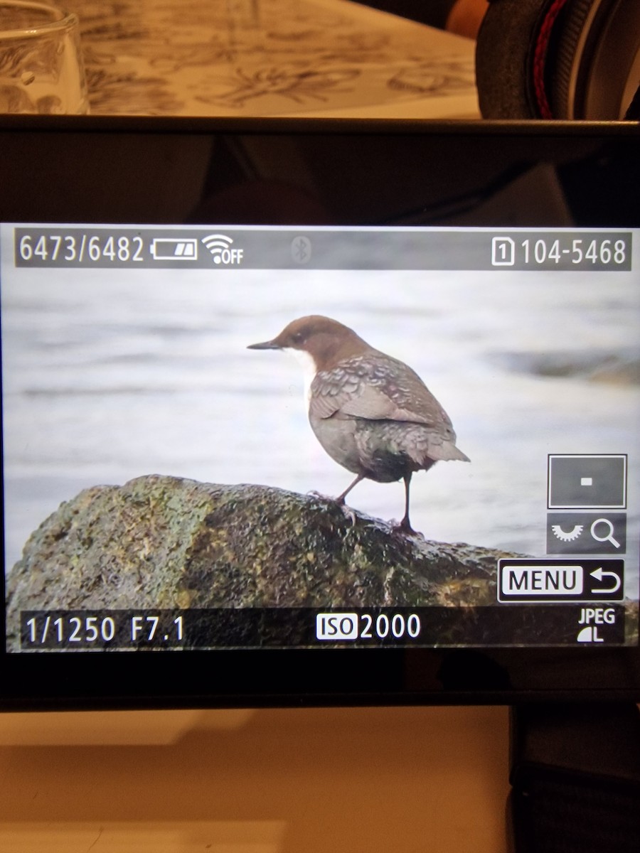White-throated Dipper - ML643710762