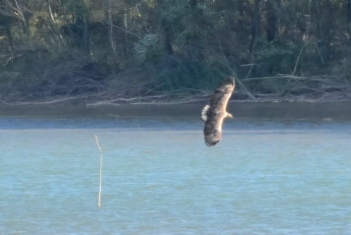 White-tailed Eagle - ML643710765
