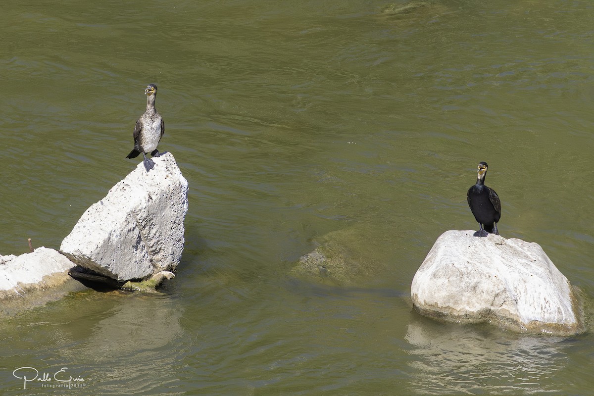 Great Cormorant - ML643710767