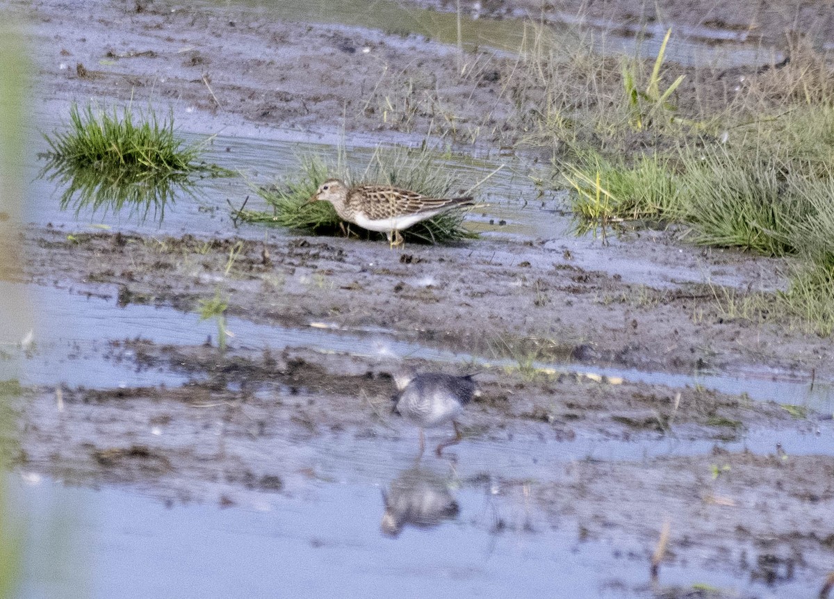 jespák skvrnitý - ML643710770