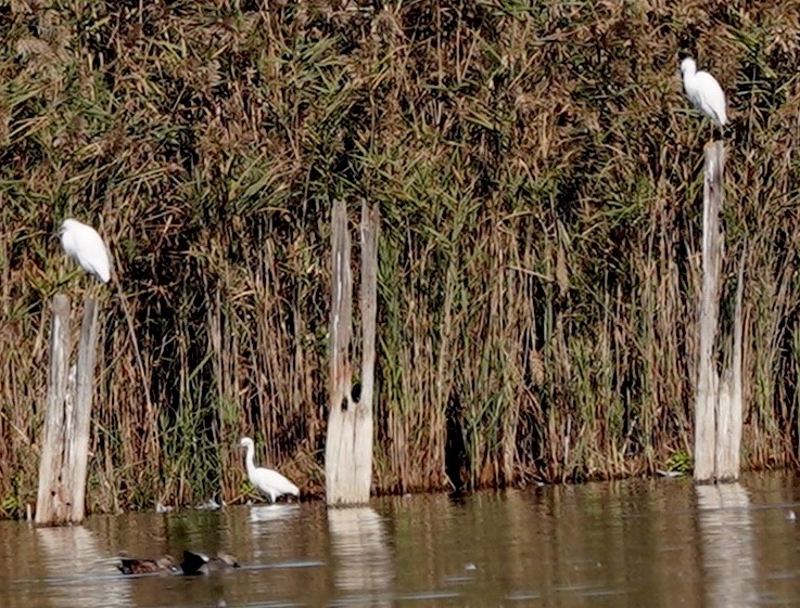 Snowy Egret - ML643710790