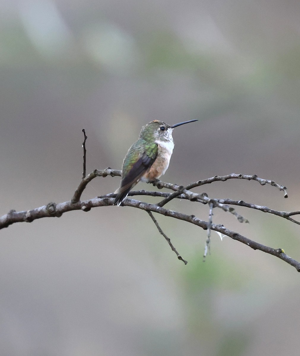 Colibri d'Allen - ML643710791