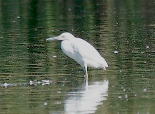Little Blue Heron - ML643710799