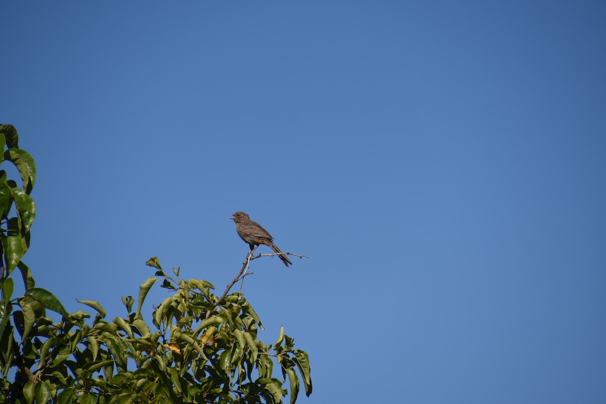 Canyon Towhee - ML643710809