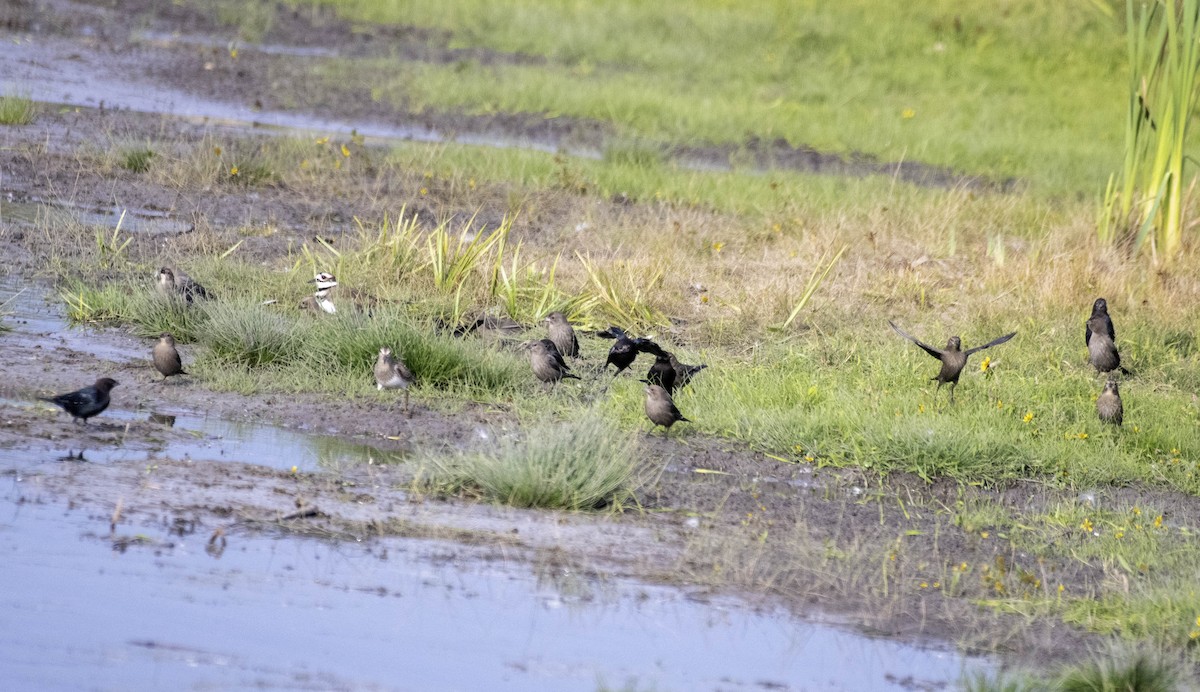 vlhovec hnědohlavý - ML643710831