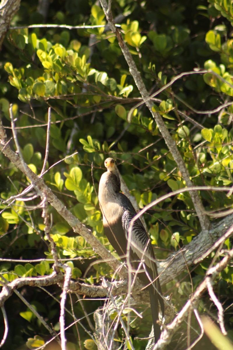 Anhinga - ML643710866