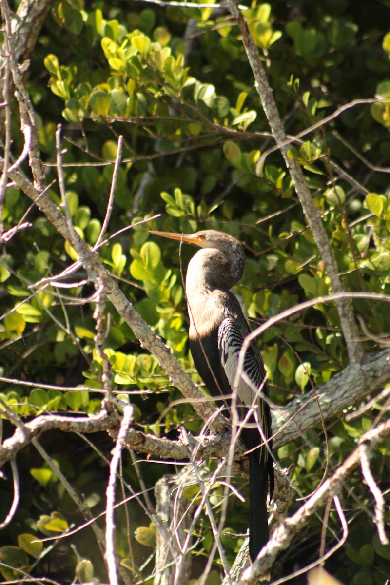 Anhinga - ML643710867