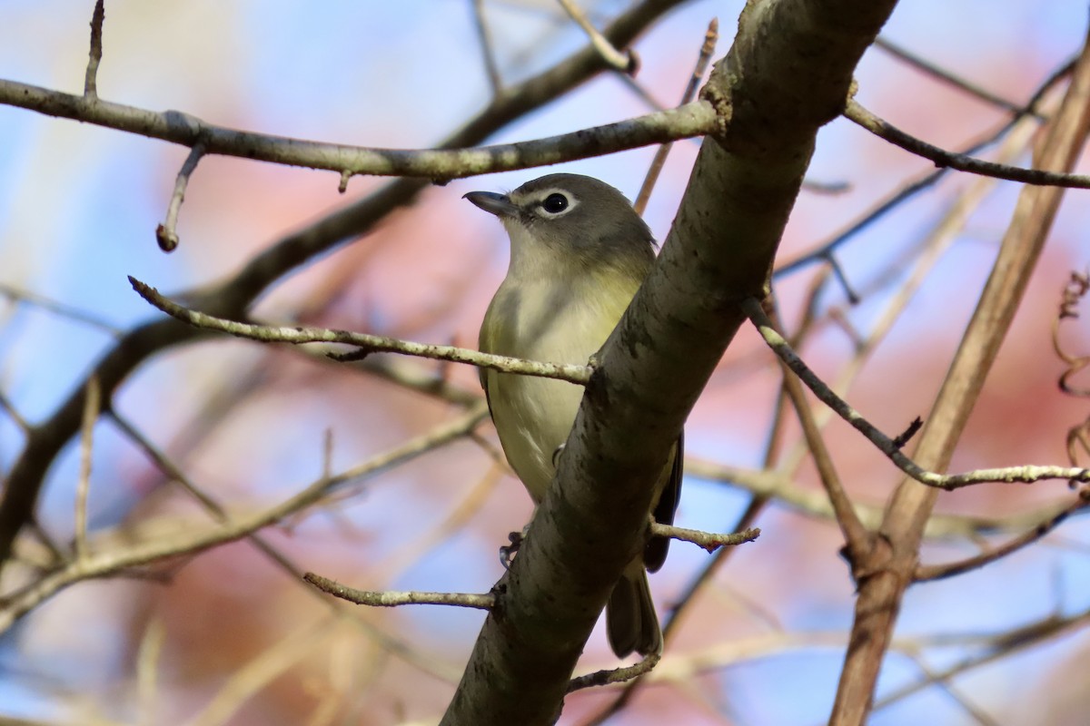 zelenáček brýlový - ML643710877