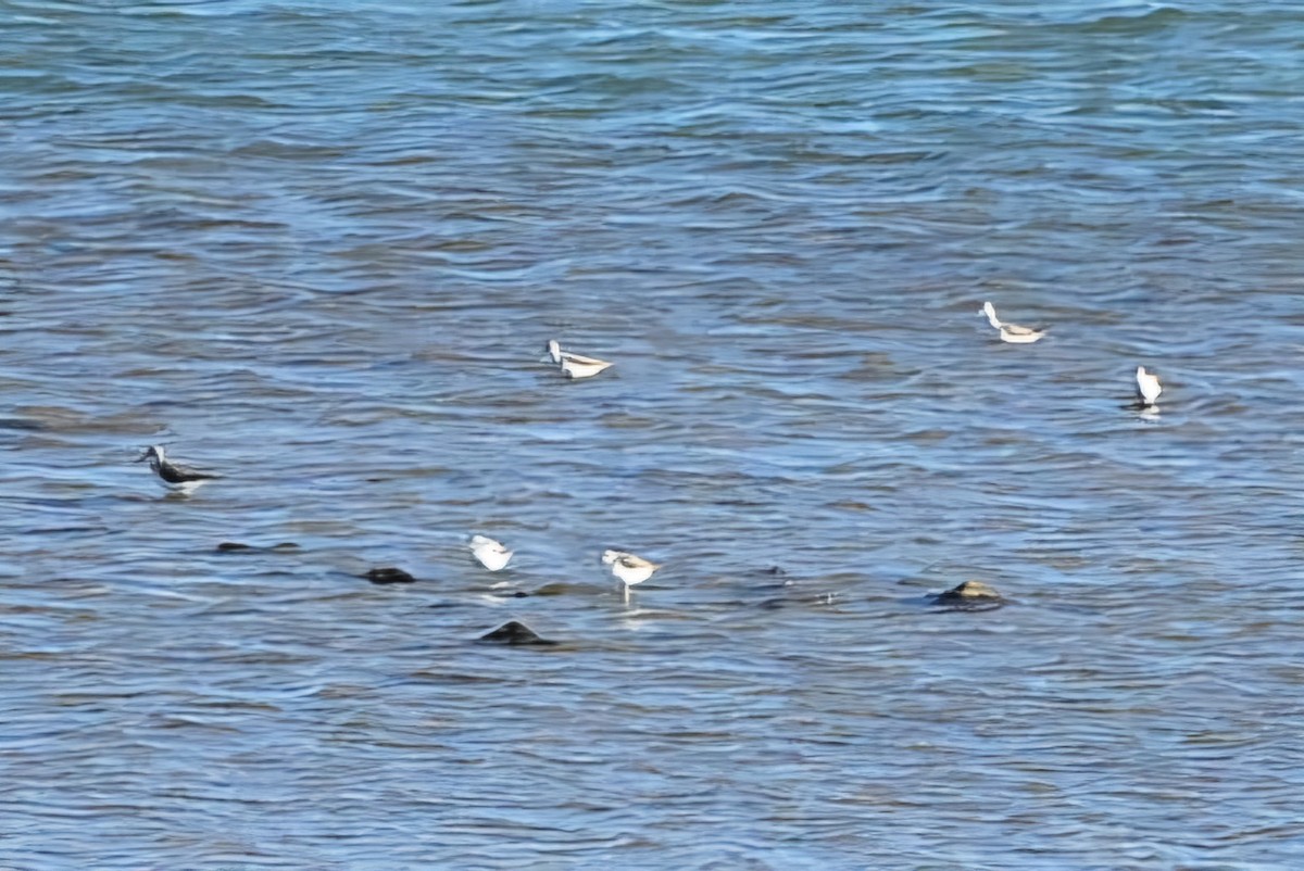 Common Greenshank - ML643710881