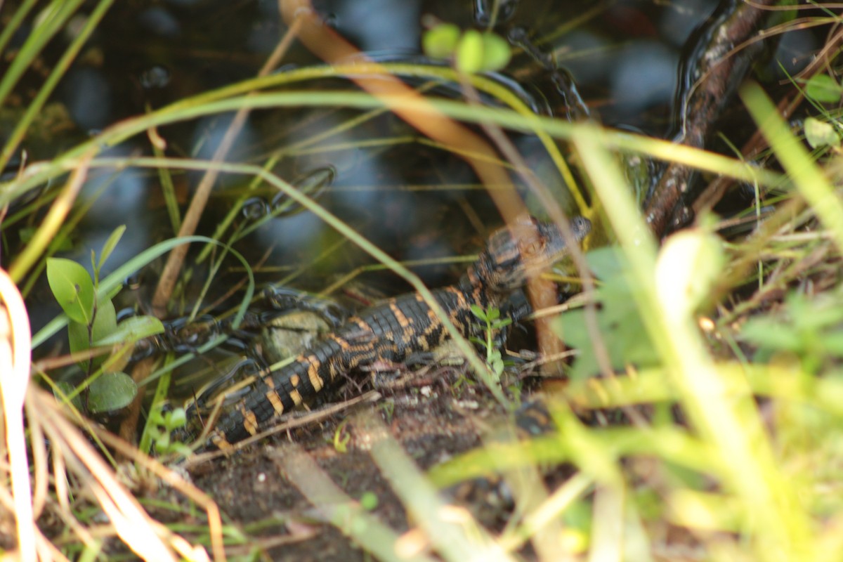 American Alligator - ML643710895