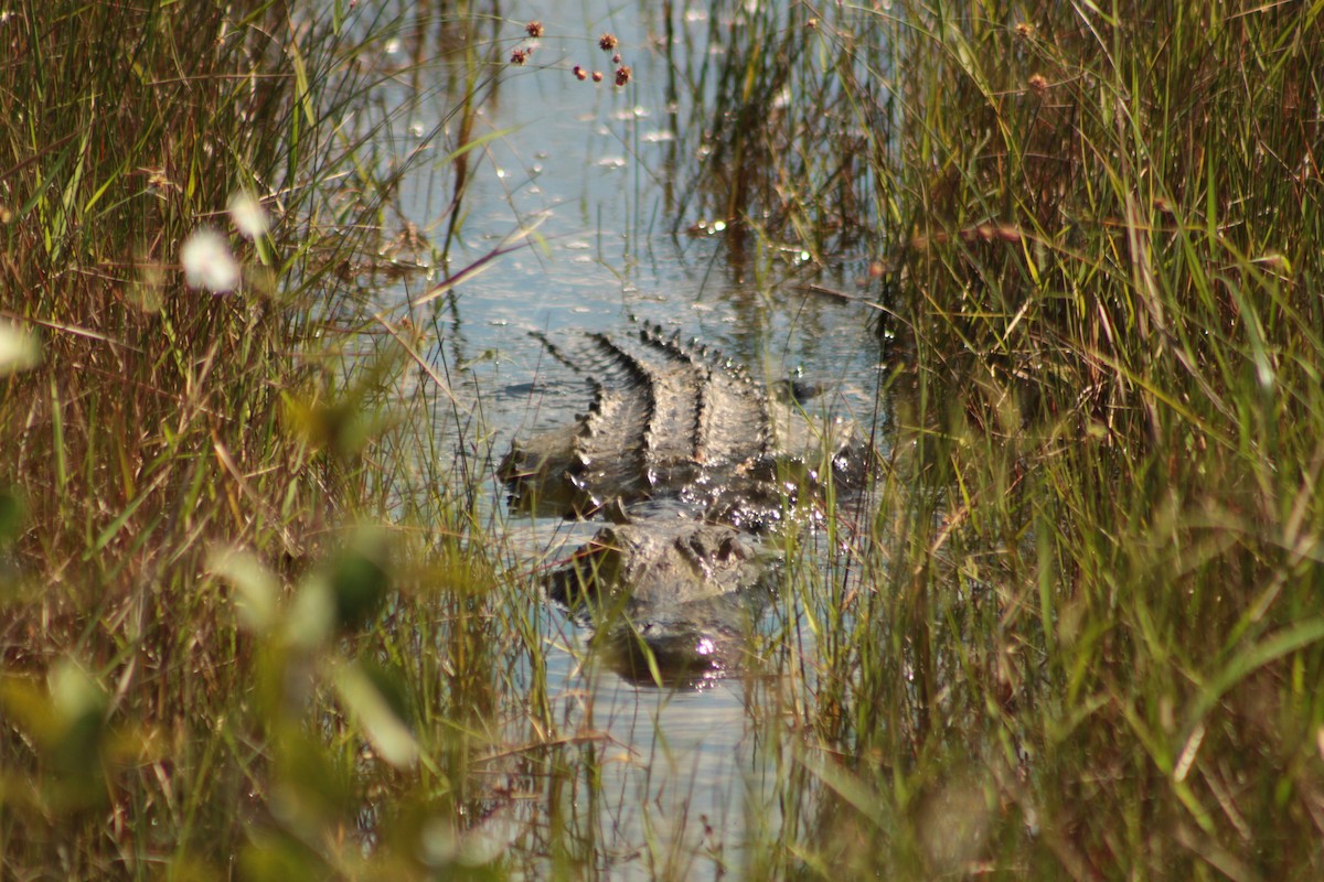 American Alligator - ML643710896