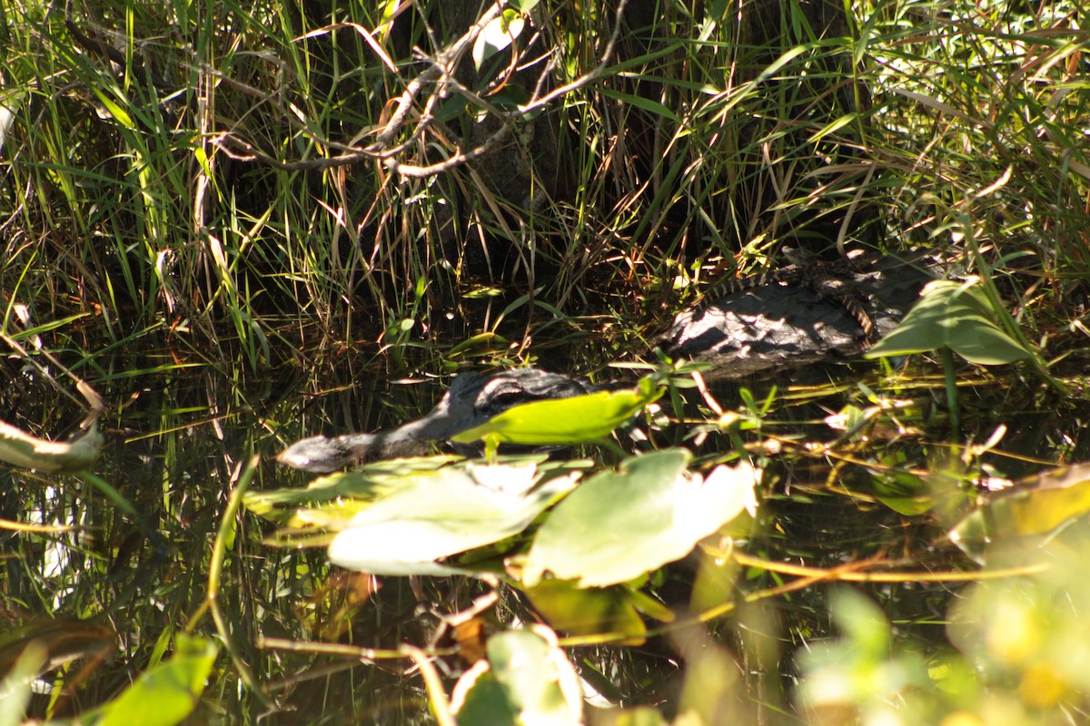 American Alligator - ML643710897