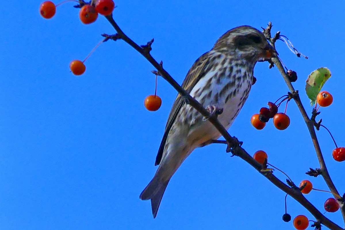 Purple Finch - ML643710906