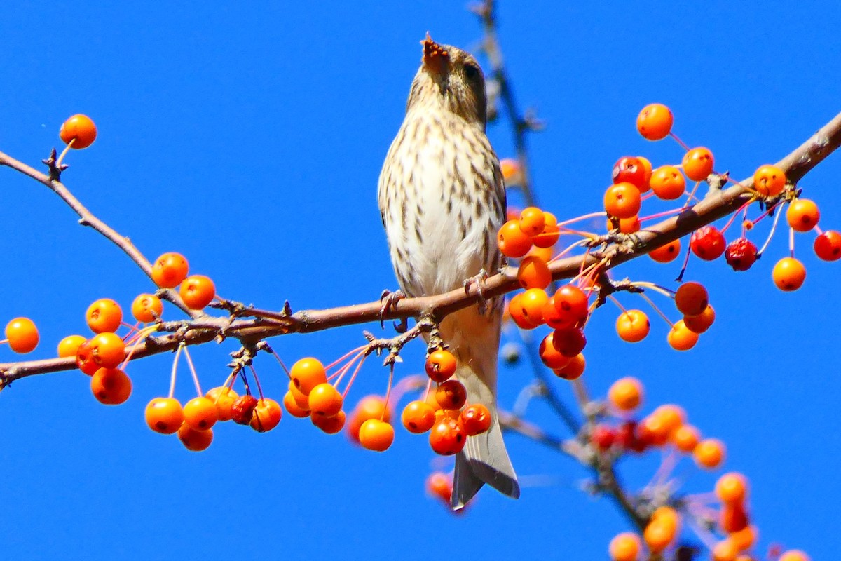 Purple Finch - ML643710907