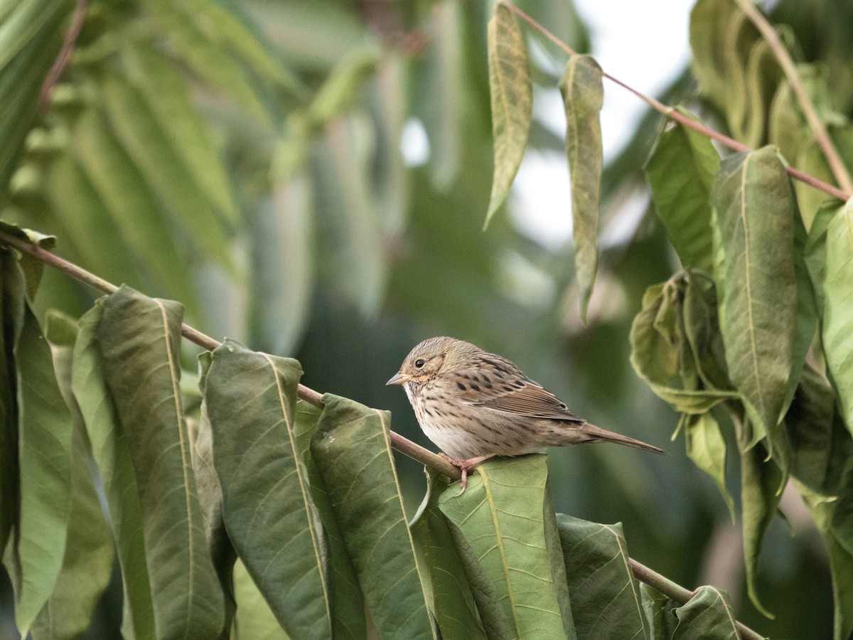 strnadec pruhohlavý - ML643710909