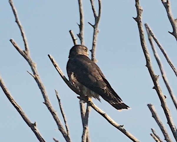 Boz Doğan - ML643710914