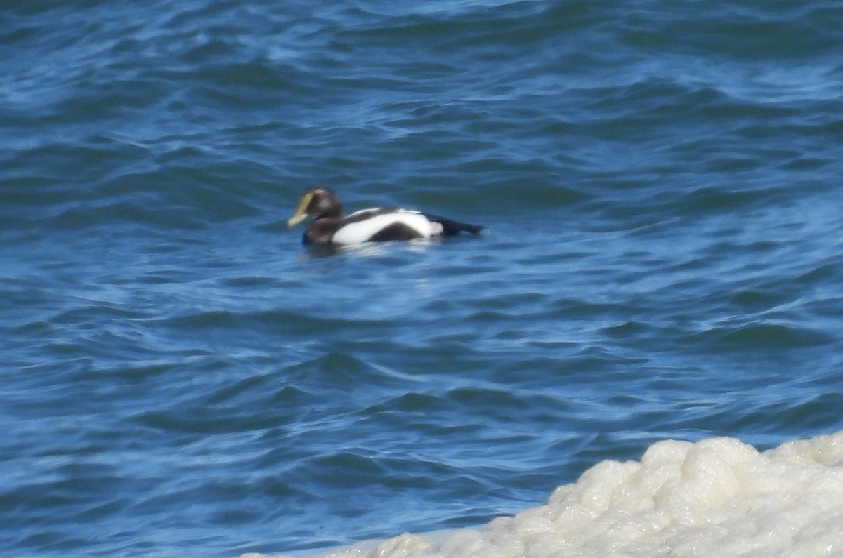 Common Eider - ML643710937
