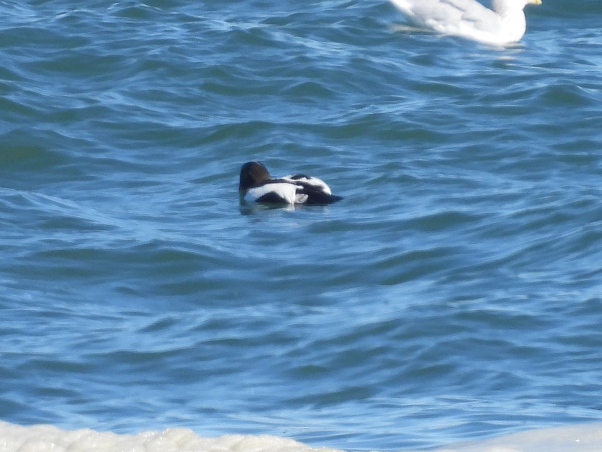 Common Eider - ML643710938