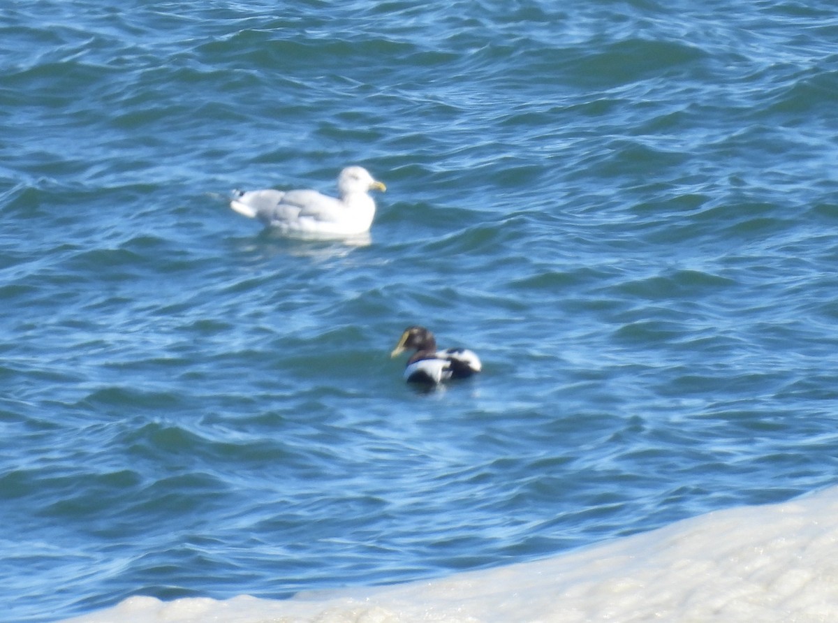 Common Eider - ML643710939