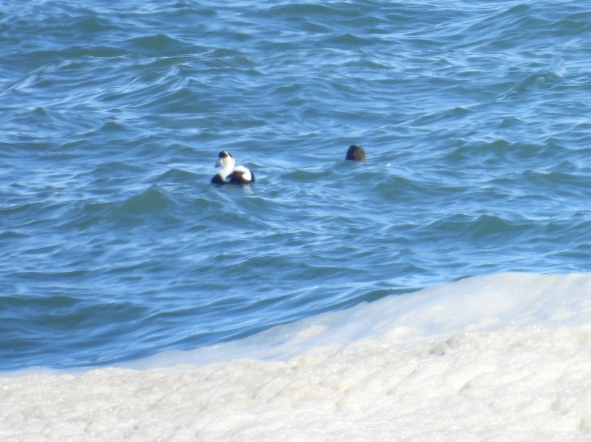 Common Eider - ML643710940