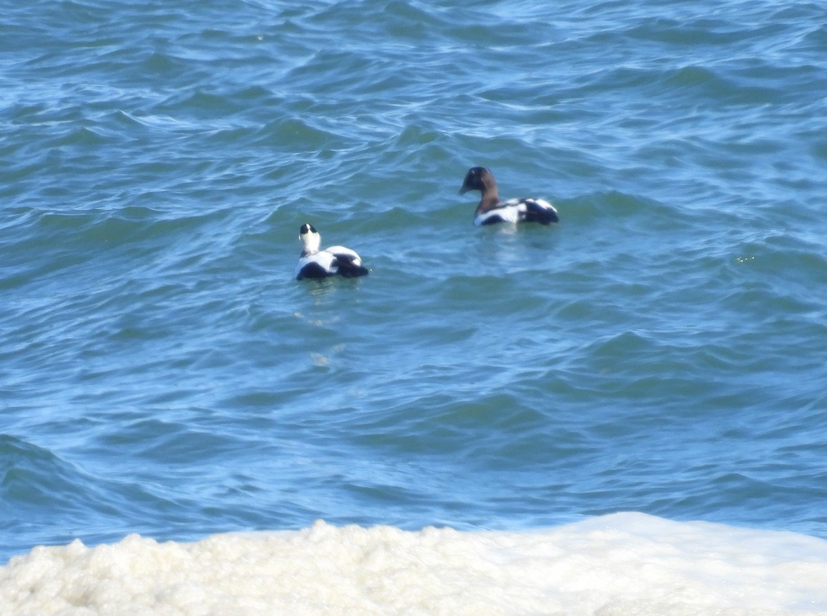 Common Eider - ML643710941