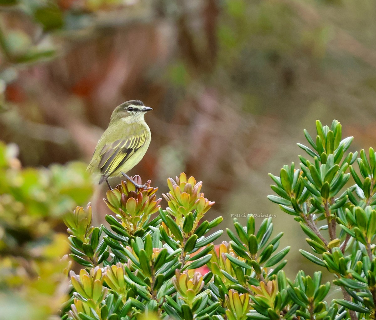 Spectacled Tyrannulet - ML643710947