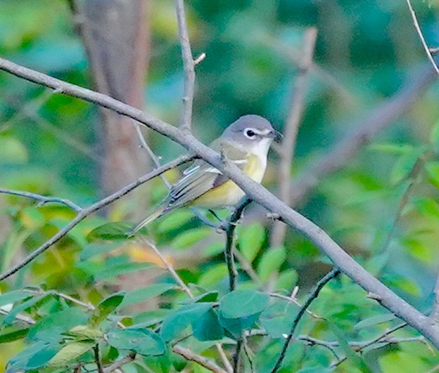 Graukopfvireo - ML643710948