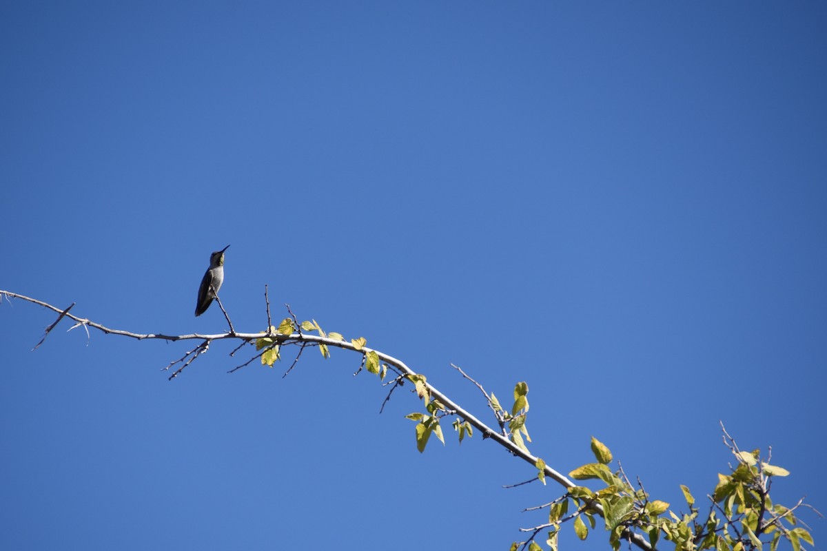 Anna's Hummingbird - ML643710960
