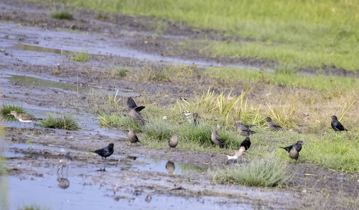 vlhovec hnědohlavý - ML643710991