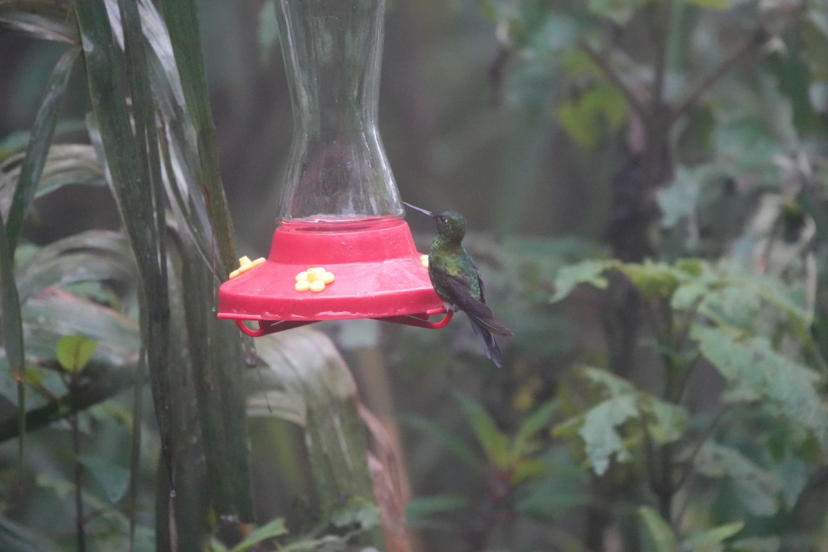 Sapphire-vented Puffleg - ML643710994