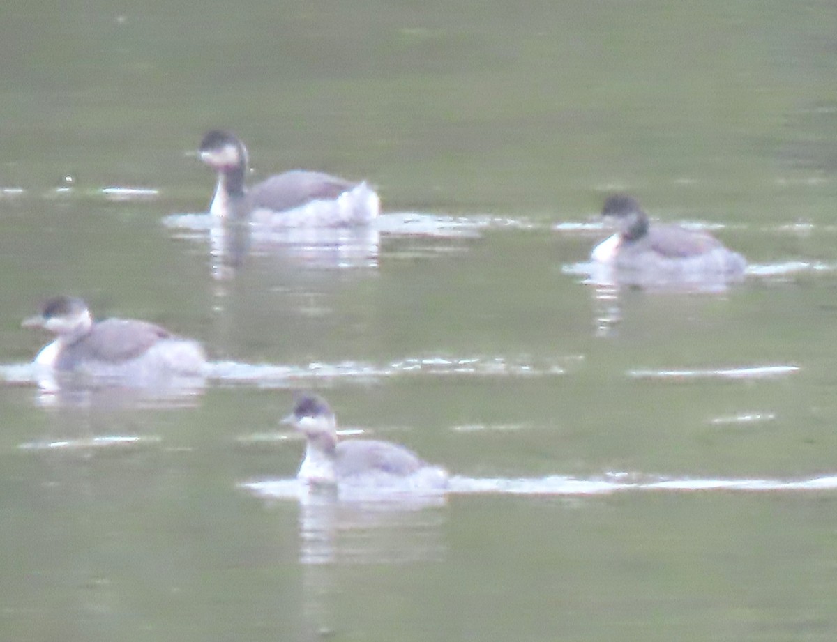 Eared Grebe - ML643711002