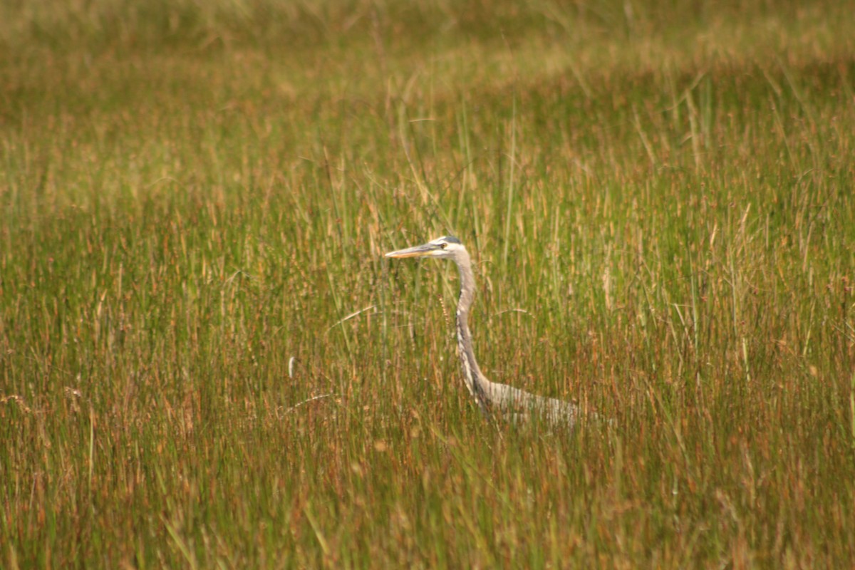 Great Blue Heron - ML643711006