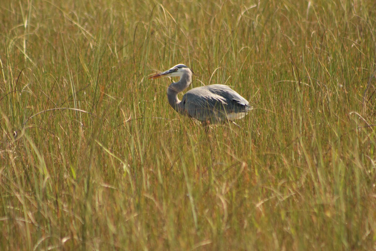 Great Blue Heron - ML643711007