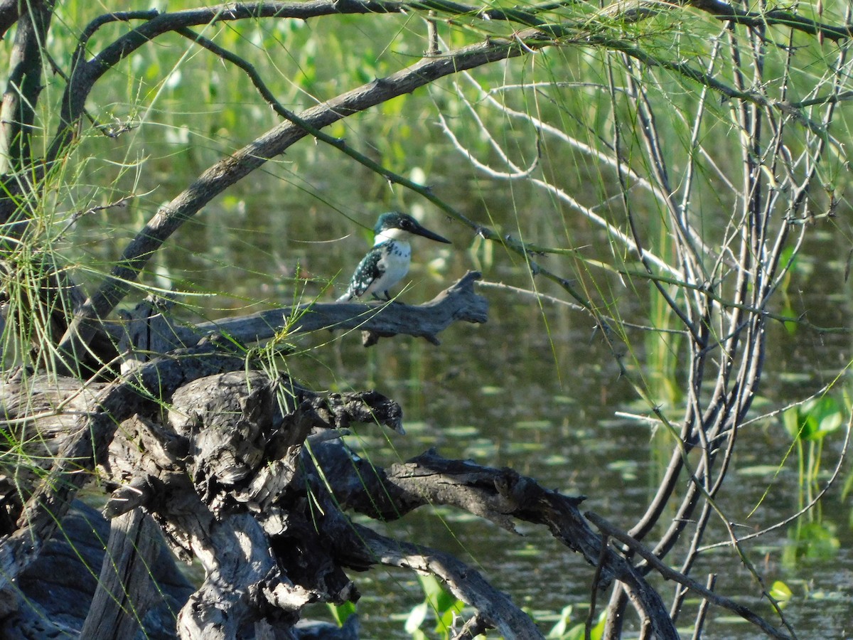 Green Kingfisher - ML643711043