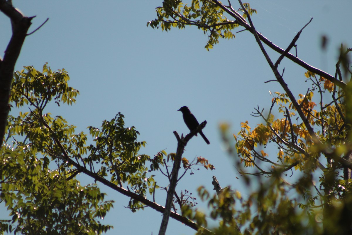 Common Grackle - ML643711068