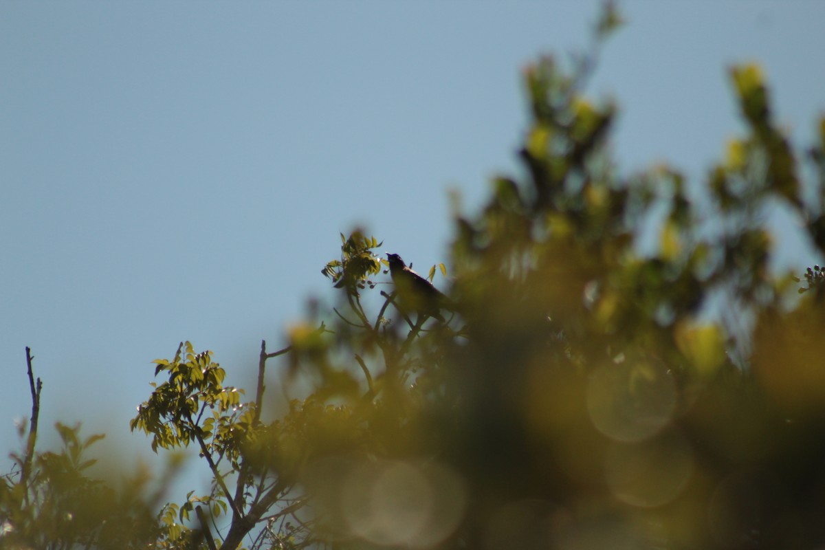 Common Grackle - ML643711069