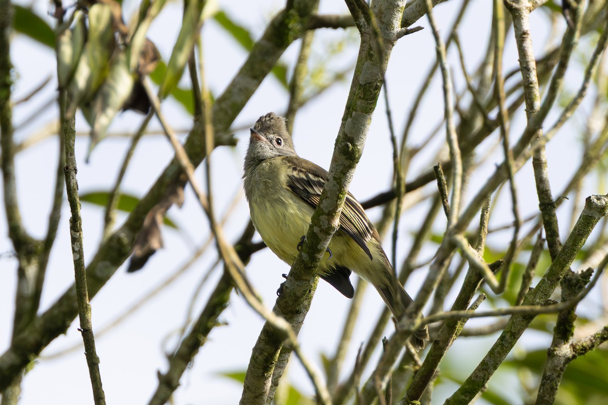 Yellow-bellied Elaenia - ML643711087