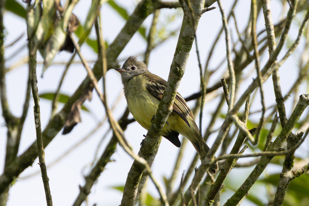 Yellow-bellied Elaenia - ML643711091