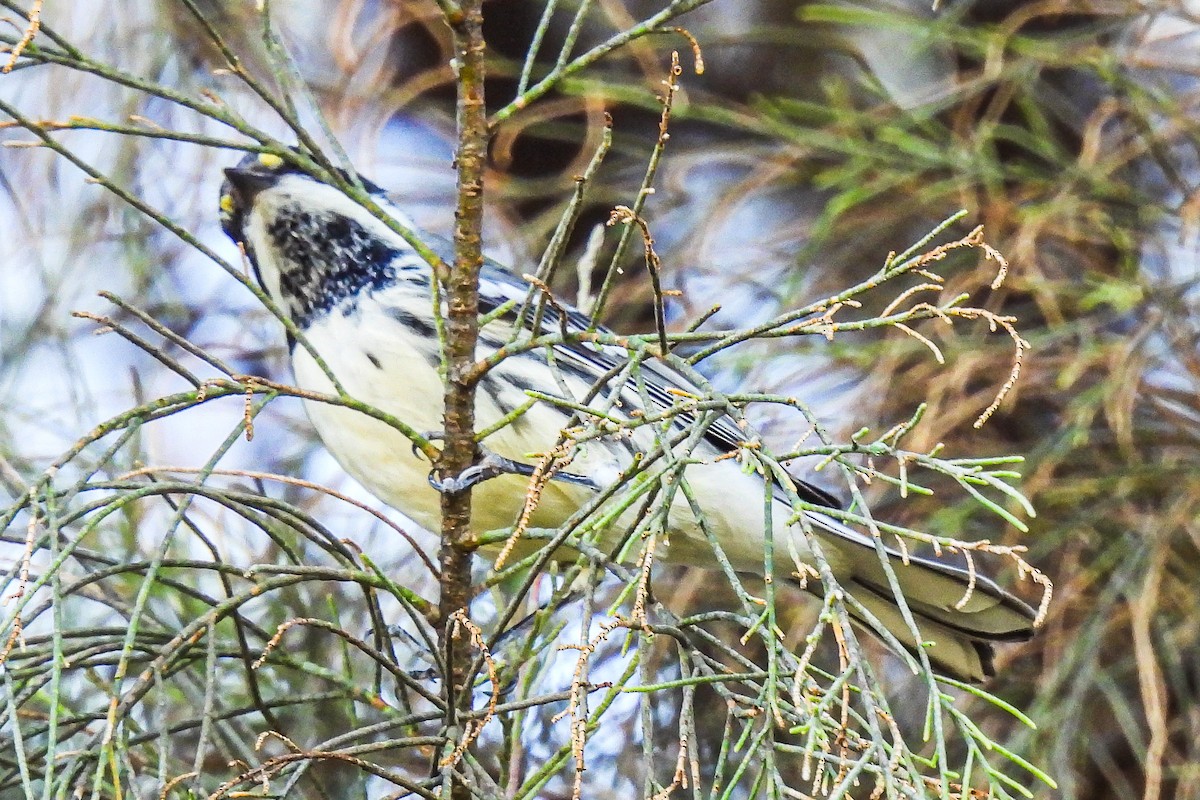 Black-throated Gray Warbler - ML643711102