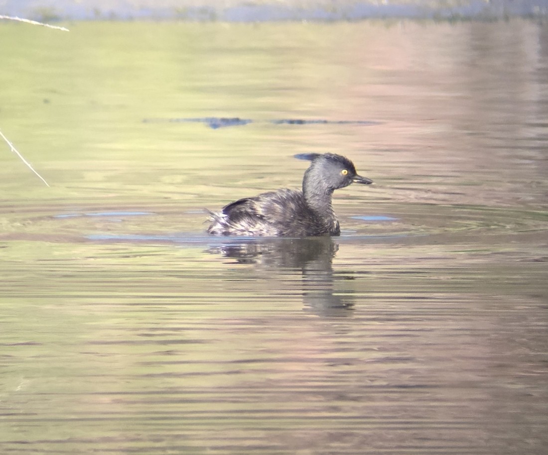 Least Grebe - ML643711119