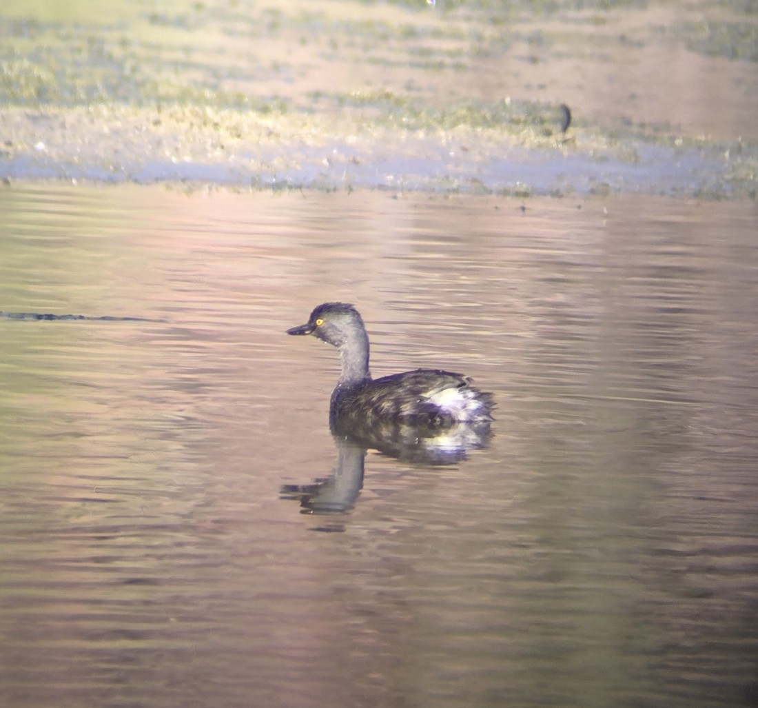 Least Grebe - ML643711120