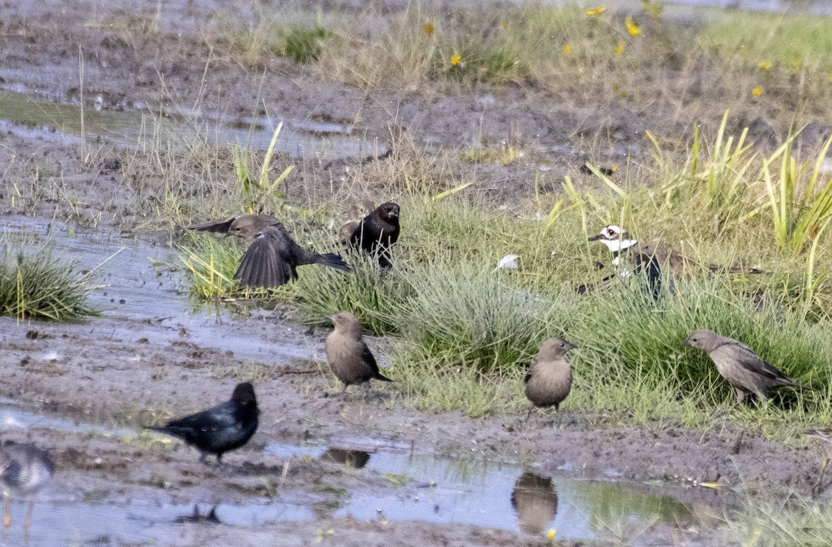 vlhovec hnědohlavý - ML643711122