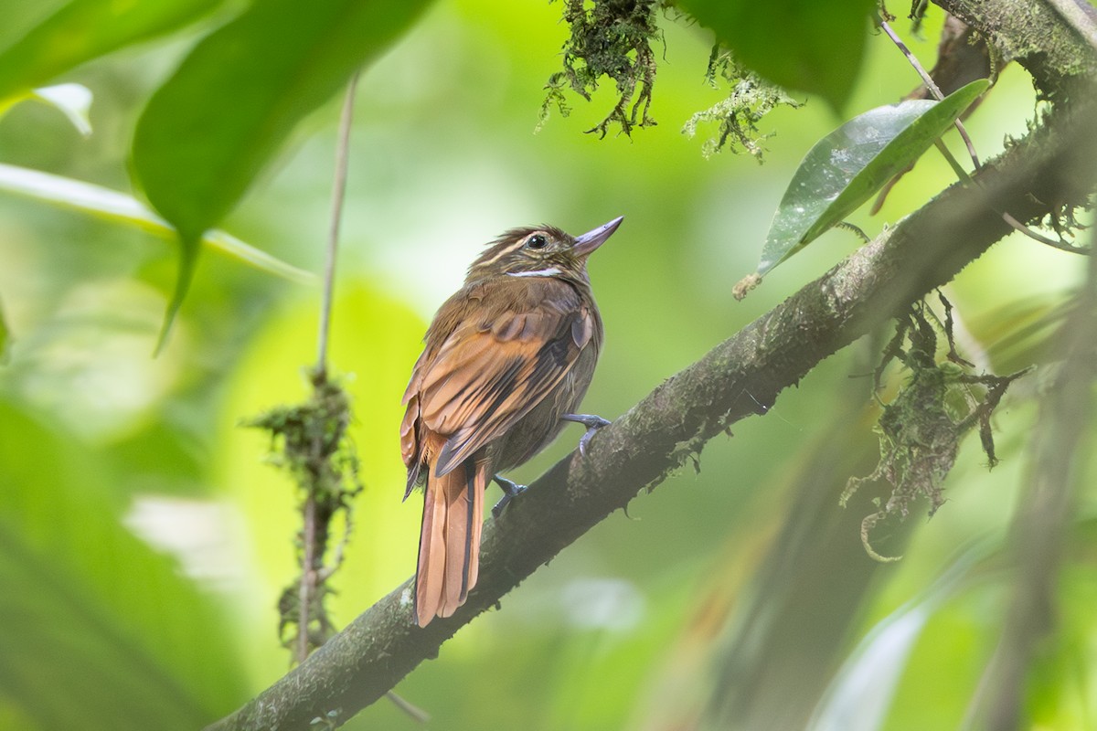 Northern Plain-Xenops - ML643711129