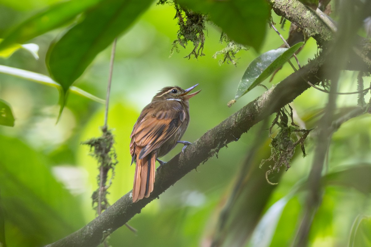 Northern Plain-Xenops - ML643711130