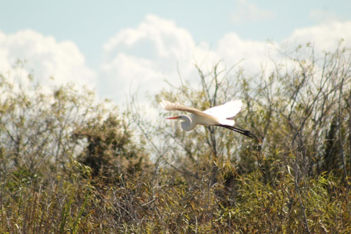 Цасч дэглий - ML643711147