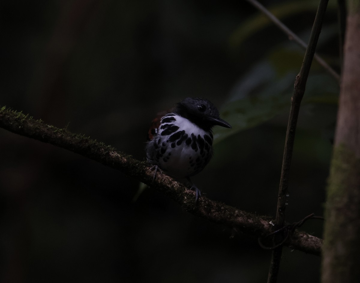 Spotted Antbird - ML643711163