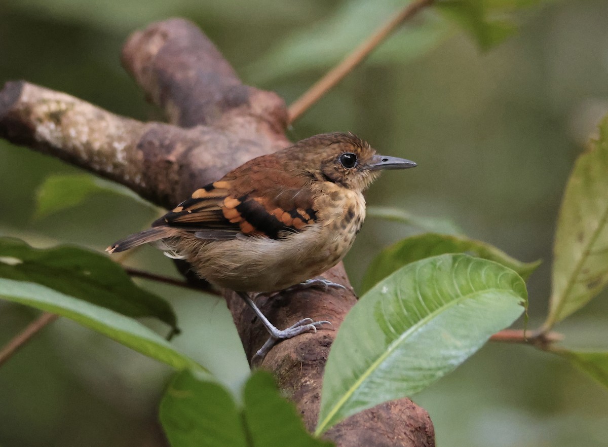 Spotted Antbird - ML643711164