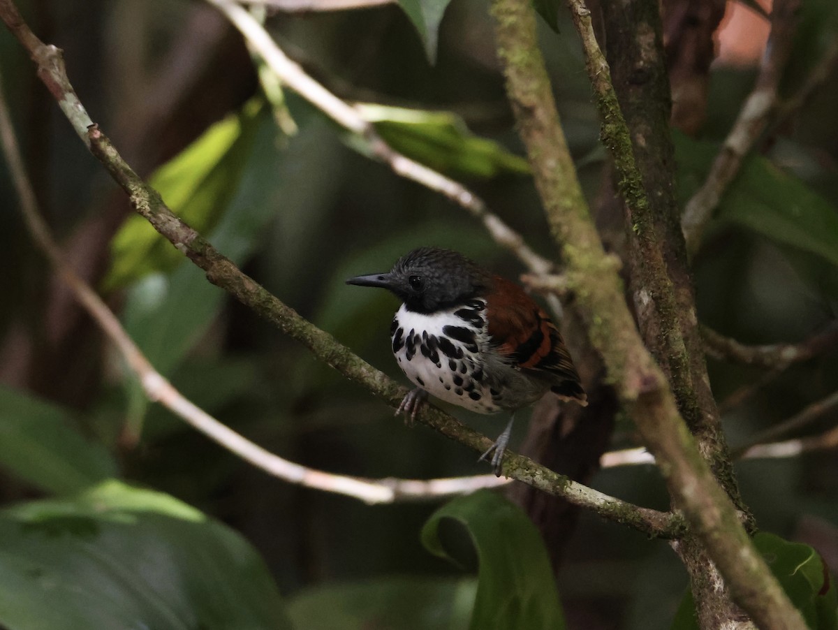 Spotted Antbird - ML643711165
