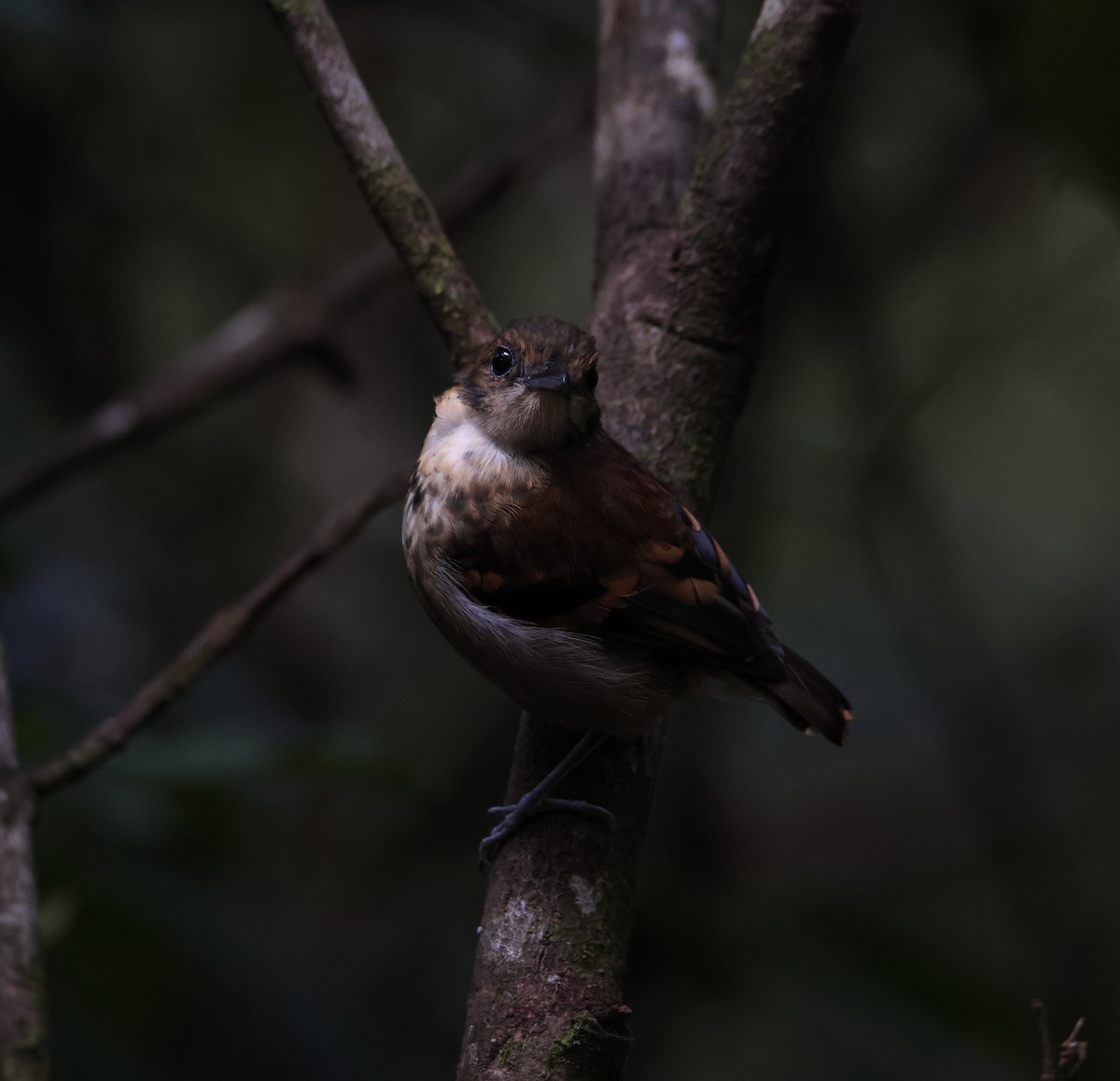 Spotted Antbird - ML643711166