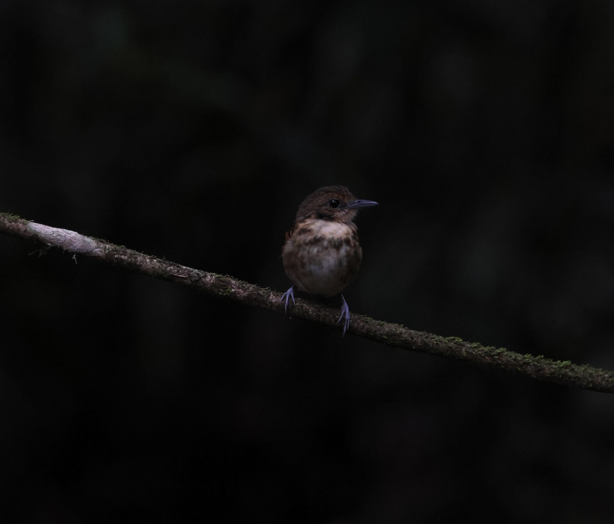 Spotted Antbird - ML643711168